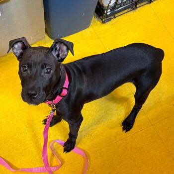 Celery -  Mixed Breed Dog for Adoption in Pittsburgh, Pennsylvania - Celery | PetCurious