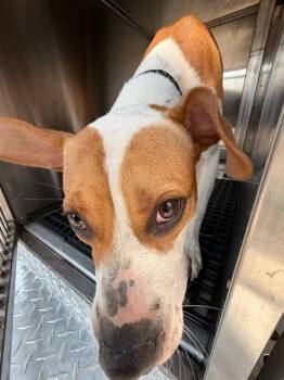 CHARLI -  Mixed Breed Dog for Adoption in Dallas, Texas - CHARLI | PetCurious