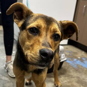 Miniature Pinscher and Terrier Dogs Available for Adoption - Blizzard | PetCurious