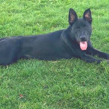 German Shepherd Dog and Mixed Breed Dogs Available for Adoption in Idaho Falls, Idaho - Ruby | PetCurious