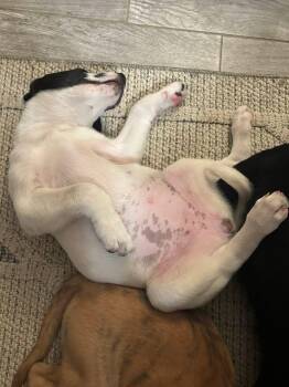 English Springer Spaniel and English Pointer Dogs Available for Adoption - Fern | PetCurious