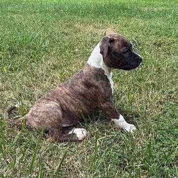 Taco -  Pit Bull Terrier and Mixed Breed Dog for Adoption in Overland Park, Kansas - Taco | PetCurious