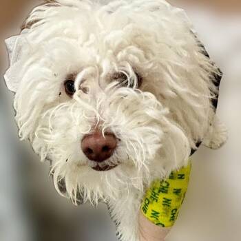 Jim Hopper -  Maltese and Miniature Poodle Dog for Adoption in Reno, Nevada - Jim Hopper | PetCurious