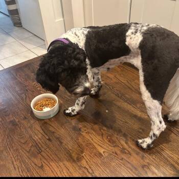 Coco -  Poodle and Australian Shepherd Dog for Adoption in Rossville, Georgia - Coco | PetCurious