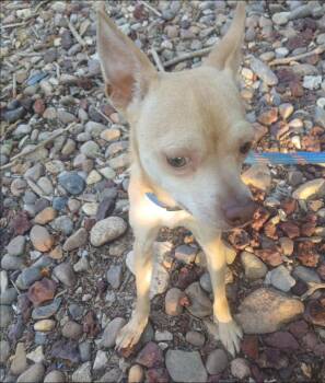 Kade -  Chihuahua Dog for Adoption in Thompson Falls, Montana - Kade | PetCurious