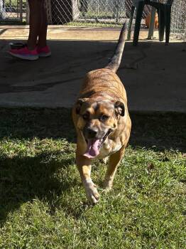 Bailey -  American Bully and Hound Dog for Adoption - Bailey | PetCurious