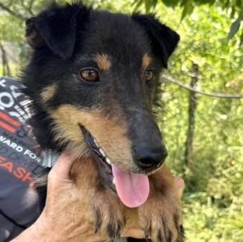 Shurik -  Spaniel and Terrier Dog for Adoption in Morristown, New Jersey - Shurik | PetCurious