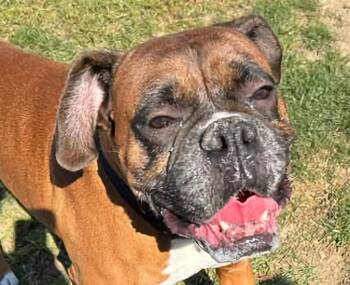 Felix -  Boxer Dog for Adoption in Euclid, Ohio - Felix | PetCurious