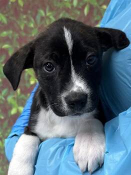 American Staffordshire Terrier and Mixed Breed Dogs Available for Adoption - Puma | PetCurious