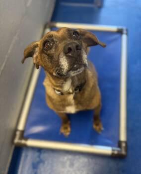 Pinto -  Beagle Dog for Adoption in Lancaster, South Carolina - Pinto | PetCurious