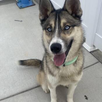Husky Dogs Available for Adoption in Harrisonburg, Virginia - Fin | PetCurious