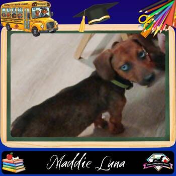 Maddie Luna -  Dachshund Dog for Adoption in San Antonio, Texas - Maddie Luna | PetCurious