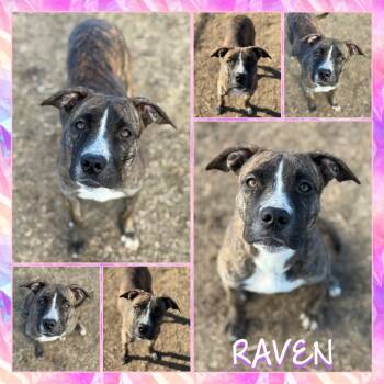 Rescue Pit Bull Terrier Dogs for Adoption in Fort Smith, Arkansas - Raven | PetCurious