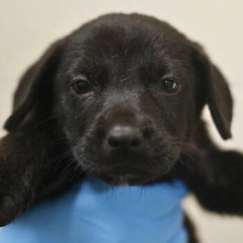 Pete Patty -  Shepherd Dog for Adoption in San Antonio, Texas - Pete Patty | PetCurious