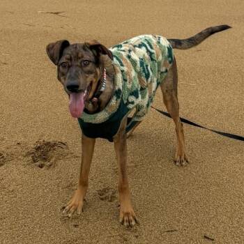 Mixed Breed Dogs Available for Adoption - Sylvie | PetCurious