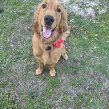 Golden Retriever Dogs Available for Adoption in Southington, Connecticut - Braco | PetCurious