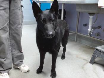 BLACK BEAUTY -  German Shepherd Dog Dog for Adoption in Albuquerque, New Mexico - BLACK BEAUTY | PetCurious