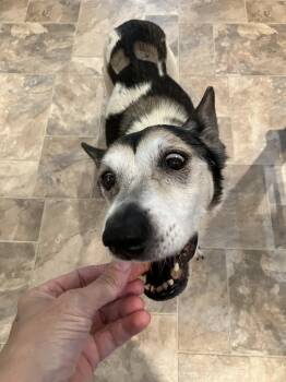 Puppy -  Mixed Breed Dog for Adoption in Bowdoin, Maine - Puppy | PetCurious