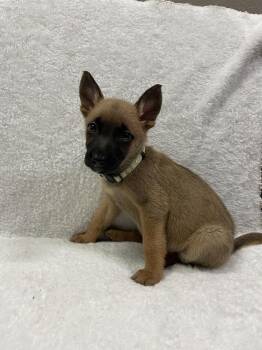 Hallowed Harvest - Baby Boo - Located in Florida -  Belgian Shepherd Malinois Dog for Adoption in Imlay City, Michigan - Hallowed Harvest - Baby Boo - Located In Florida | PetCurious