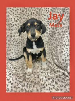 Rescue Labrador Retriever and Border Terrier Dogs for Adoption in Manchester, Connecticut - Jay | PetCurious