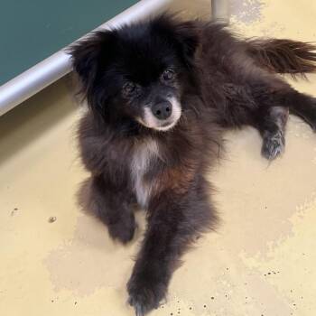 IVHS-Stray-139319 -  Pomeranian Dog for Adoption in San Gabriel, California - IVHS-Stray-139319 | PetCurious