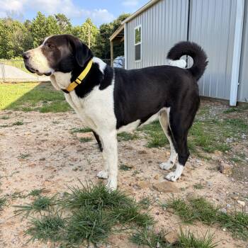Baby -  Great Pyrenees Dog for Adoption in Melbourne, Arkansas - Baby | PetCurious