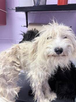 61722487 -  Mixed Breed Dog for Adoption in El Paso, Texas - 61722487 | PetCurious