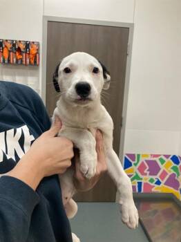 Pit Bull Terrier Dogs Available for Adoption in Baytown, Texas - THELMA | PetCurious