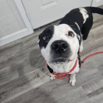 Rescue Pit Bull Terrier and Mixed Breed Dogs for Adoption in Hoopeston, Illinois - Gracie | PetCurious
