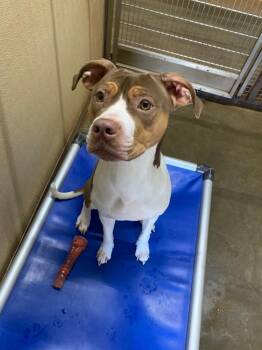 Mixed Breed Dogs Available for Adoption - Indie | PetCurious