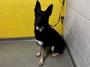 German Shepherd Dog Dogs Available for Adoption in Colorado Springs, Colorado - ZEUS | PetCurious
