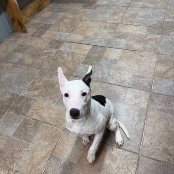 Sage -  Pit Bull Terrier Dog for Adoption in Homer, New York - Sage | PetCurious