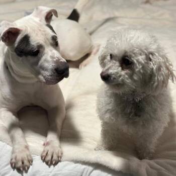 Mixed Breed Dogs Available for Adoption - Goose | PetCurious