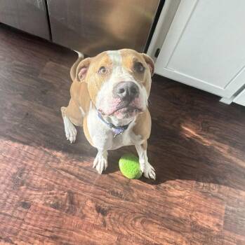 Zircon -  Pit Bull Terrier Dog for Adoption in Charlotte, North Carolina - Zircon | PetCurious