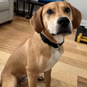 Sampson -  Labrador Retriever and Mixed Breed Dog for Adoption in Rock Hill, South Carolina - Sampson | PetCurious