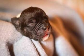 Rescue French Bulldog Dogs for Adoption in Bonney Lake, Washington - AURORA | PetCurious