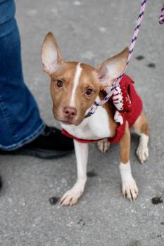 Pit Bull Terrier Dogs Available for Adoption in Frankfort, New York - Myla | PetCurious