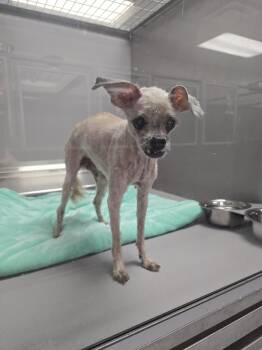 Jimmy -  Poodle Dog for Adoption in Allen, Texas - Jimmy | PetCurious