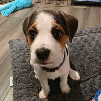 Husky and Black Labrador Retriever Dogs Available for Adoption in Richmond, Virginia - Venice | PetCurious