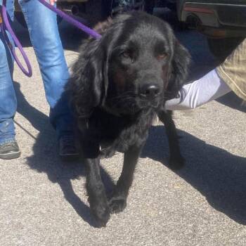 Lestat Stray Hold 11/1 -  Mixed Breed Dog for Adoption in Huntington, West Virginia - Lestat Stray Hold 11/1 | PetCurious