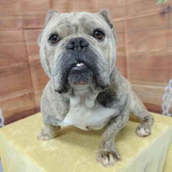 English Bulldog and Mixed Breed Dogs Available for Adoption - Louie | PetCurious
