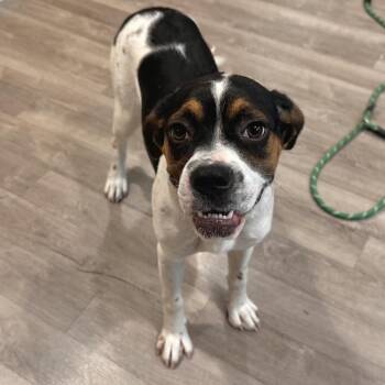 Beagle and Boxer Dogs Available for Adoption in Chesapeake, Virginia - Sarah | PetCurious