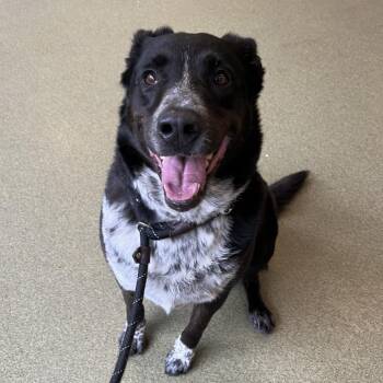 Hook -  Retriever Dog for Adoption in Chicago, Illinois - Hook | PetCurious