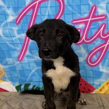 Labrador Retriever and Mixed Breed Dogs Available for Adoption in Medfield, Massachusetts - Maui | PetCurious