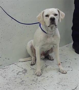 TENGEN -  Labrador Retriever and Mixed Breed Dog for Adoption in Houston, Texas - TENGEN | PetCurious