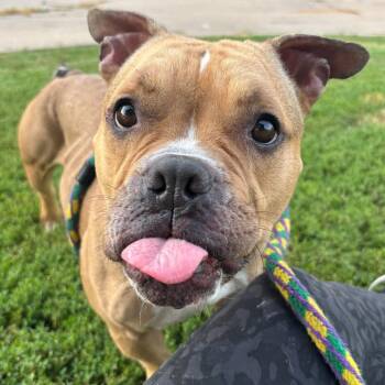 Vikki -  Mixed Breed Dog for Adoption in Davenport, Iowa - Vikki | PetCurious