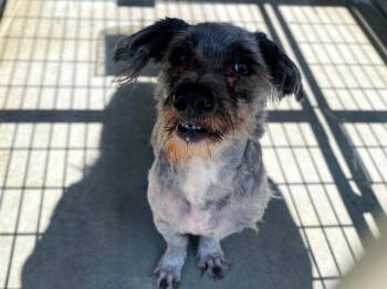 SHINODA -  Havanese Dog for Adoption in Tustin, California - SHINODA | PetCurious