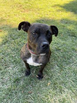China -  Pit Bull Terrier Dog for Adoption in East Northport, New York - China | PetCurious