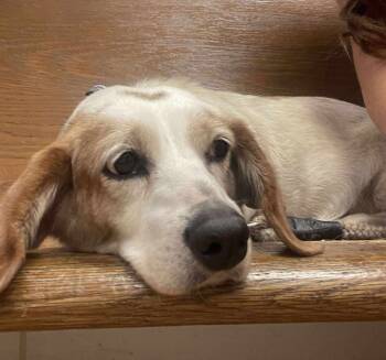 Rescue Dachshund Dogs for Adoption in Silsbee, Texas - Bailey | PetCurious