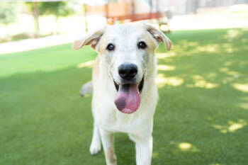 Rescue Siberian Husky and Mixed Breed Dogs for Adoption in Carrollton, Texas - Luca | PetCurious